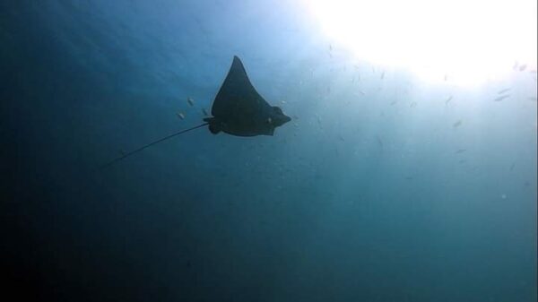 Scuba Diving - Image 4