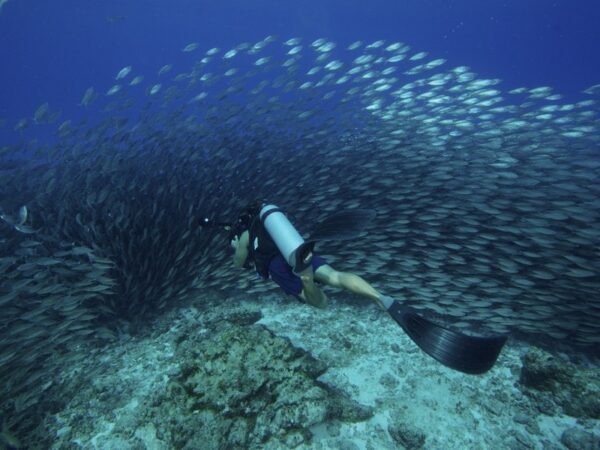 Scuba Diving - Image 9