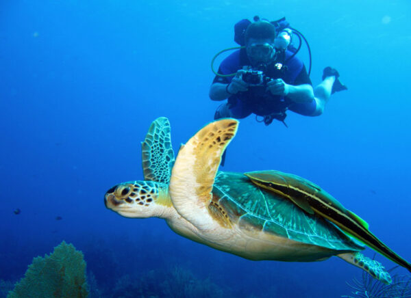 Scuba Diving - Image 10