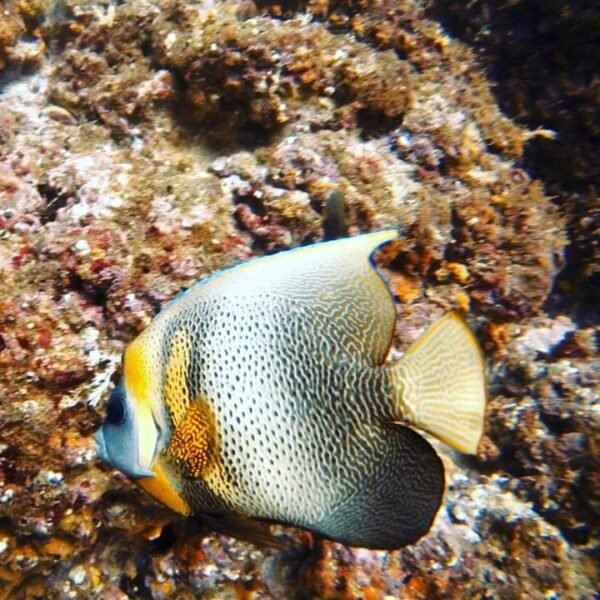 Scuba Diving - Image 3