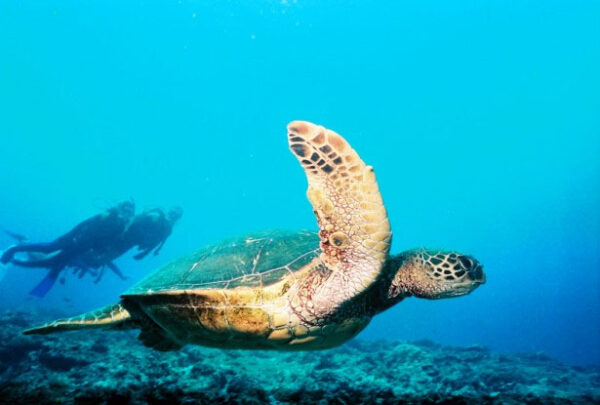 Scuba Diving - Image 5