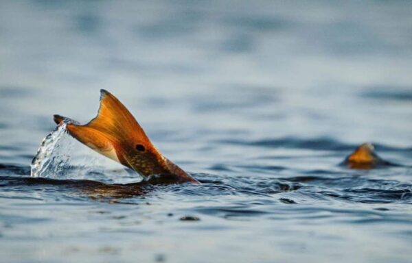 Half Day Sport Fishing Charters - Image 7