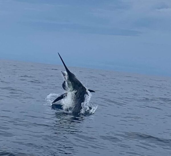 Half Day Sport Fishing Charters - Image 10